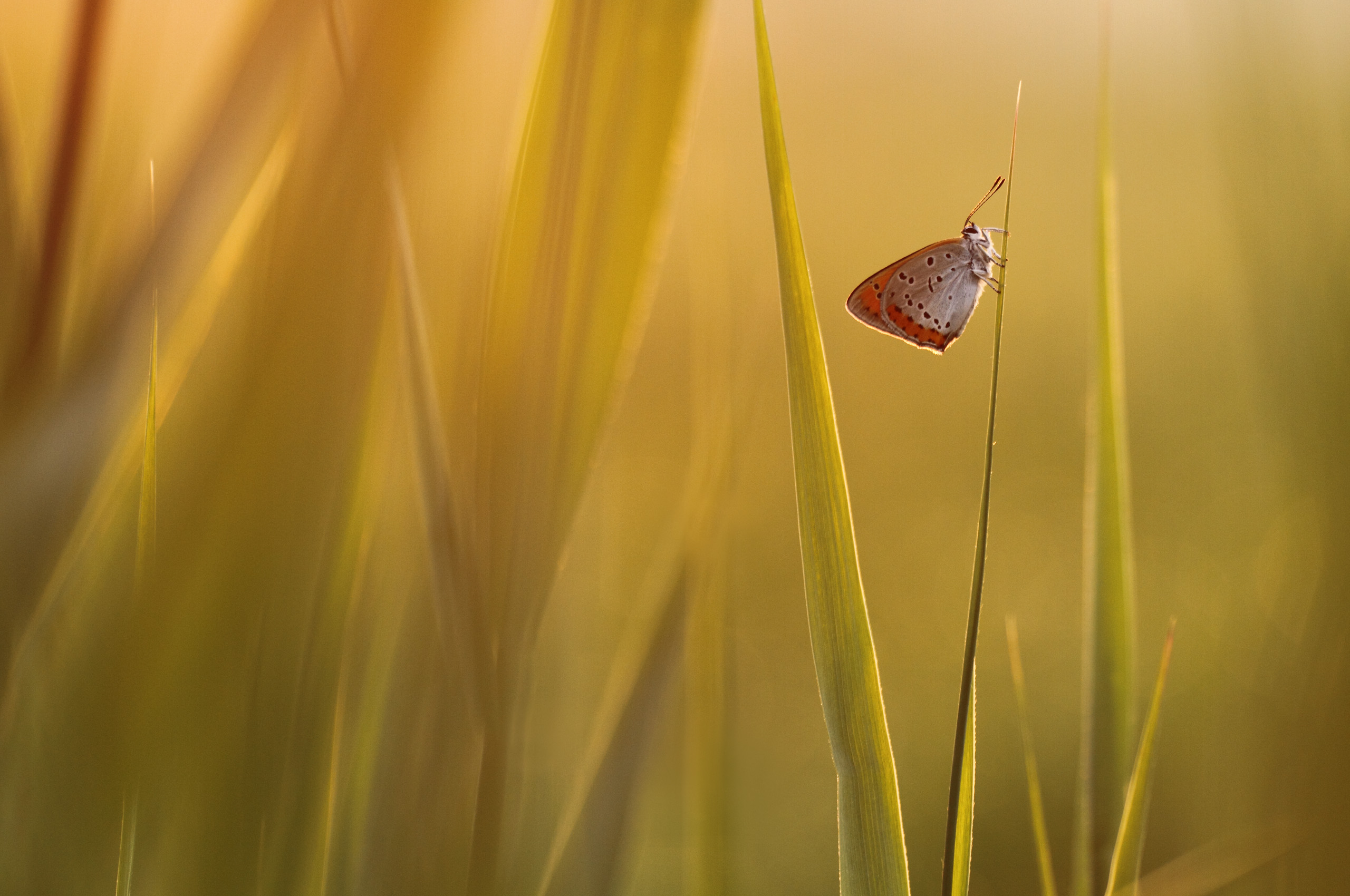 PRoducto fantasma para lavar dinero